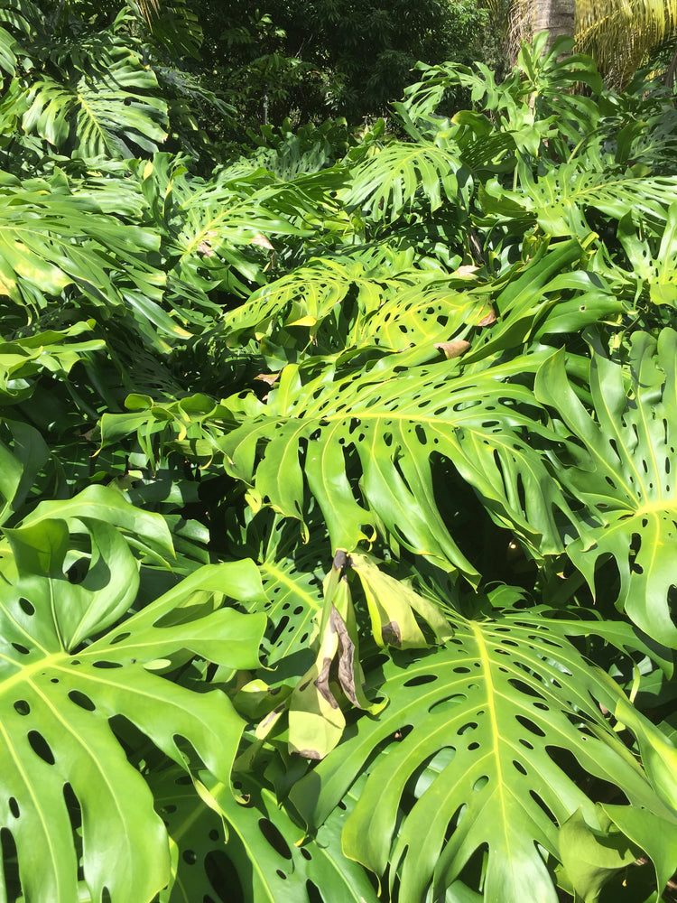 monstera origin Monstera Deliciosa