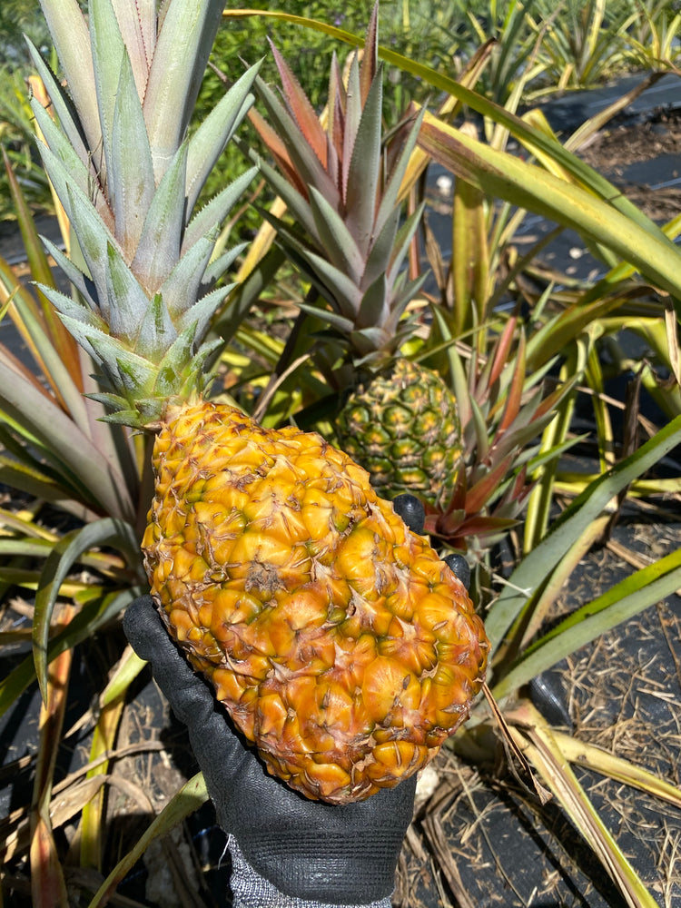 
            
                Load image into Gallery viewer, Pineapple Box
            
        