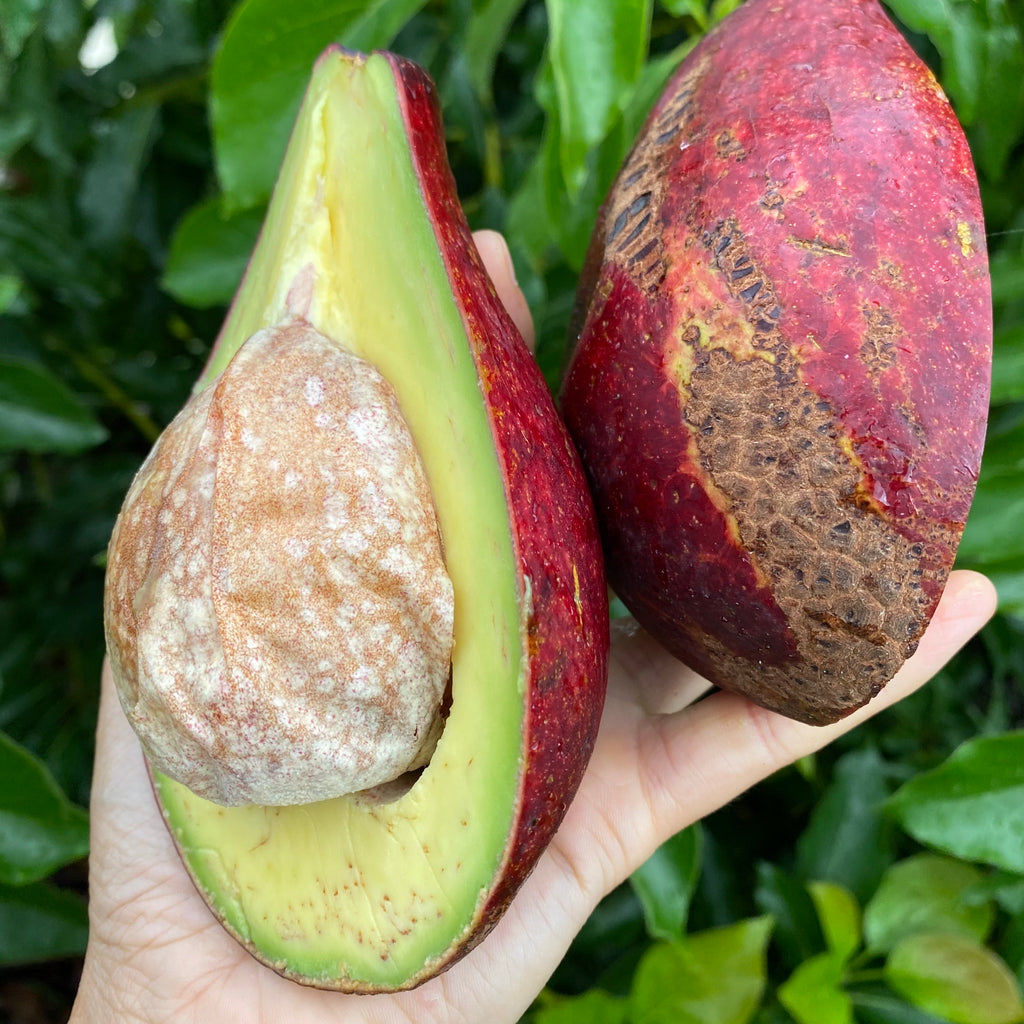 Red avocado in Ecuador stock photo. Image of vegan, variety - 114592990