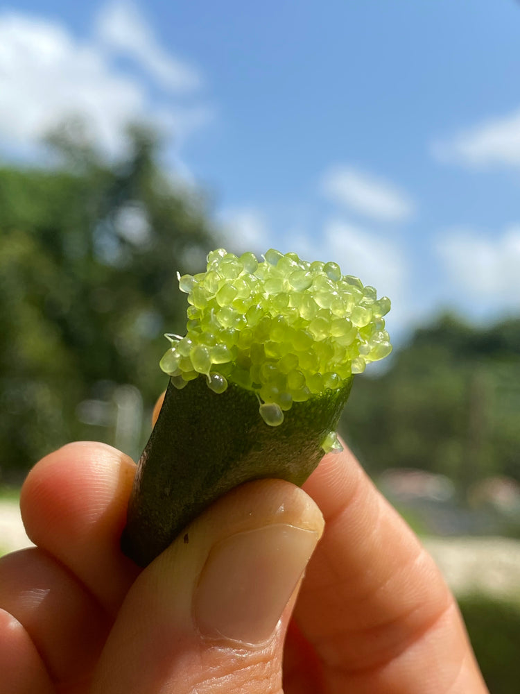 Finger Lime (citron Caviar) (Disponible en Mai ou Juin 2024)