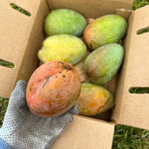Caramel Coast Mango Box *Pre-Order 2024*