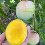 Fairchild Emerald Mango *Pre-Order*