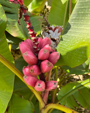 Pink Seeded Banana