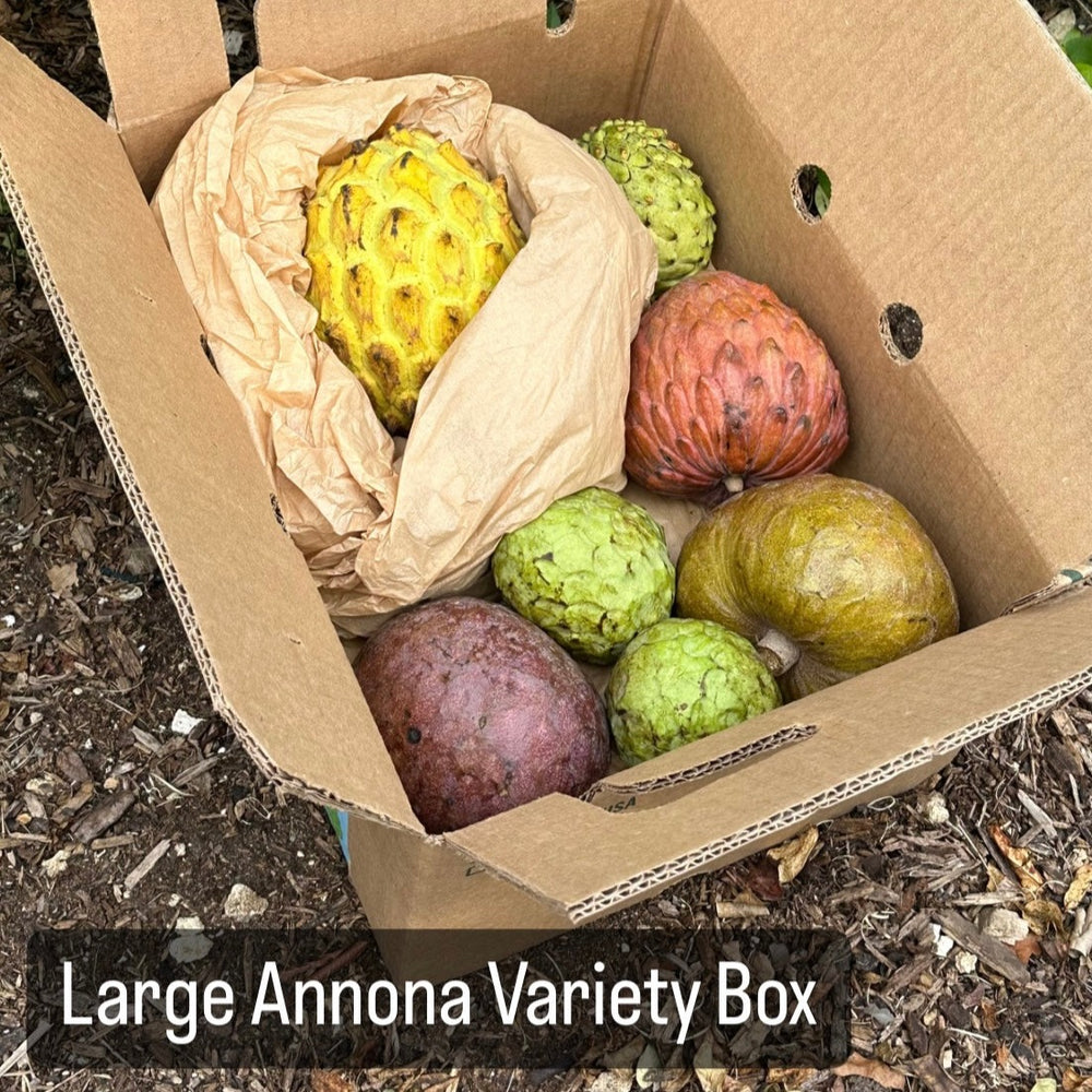 Annona Variety Box *Pre-Order*