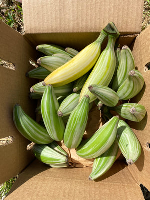 
            
                Load image into Gallery viewer, Variegated Banana Box *Pre-Order*
            
        