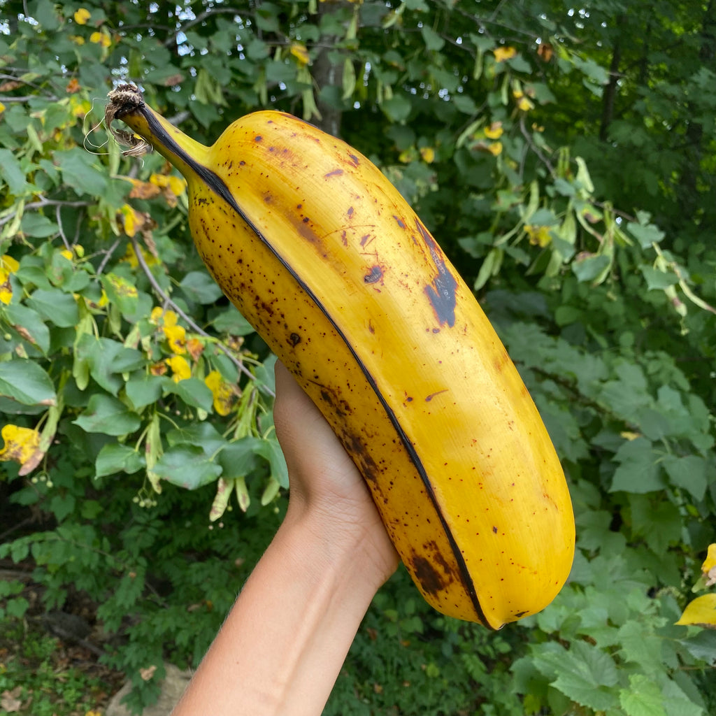 Hua Moa Banana