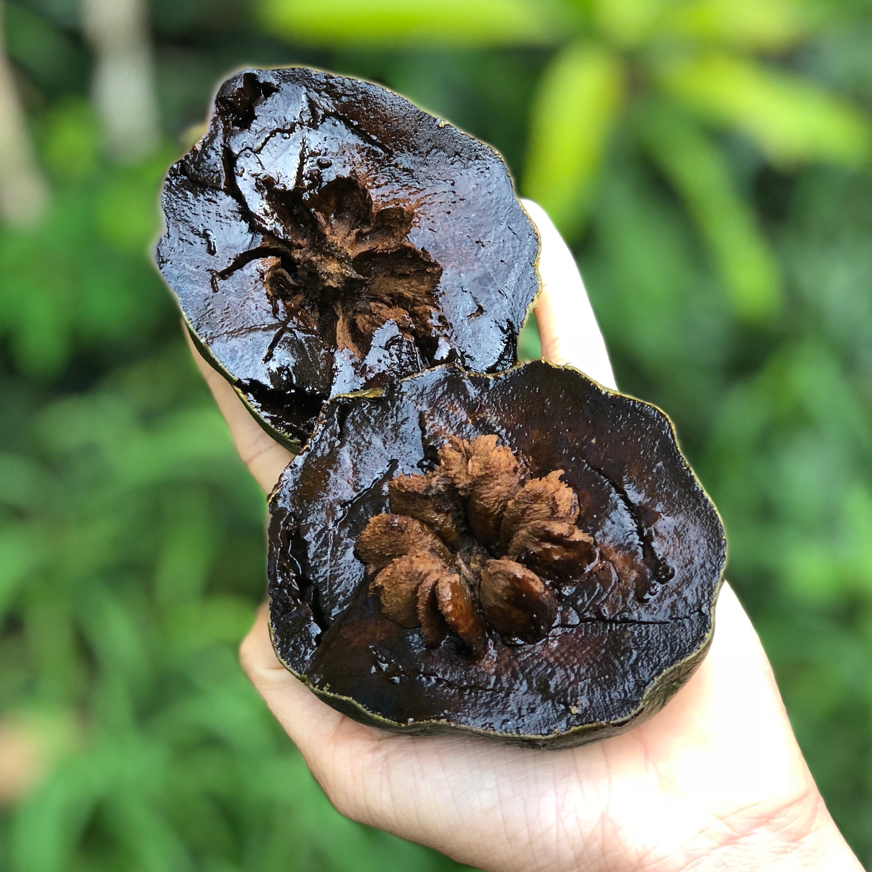 Sapot Black Sapote - Buy Black Sapote online from Miami Fruit