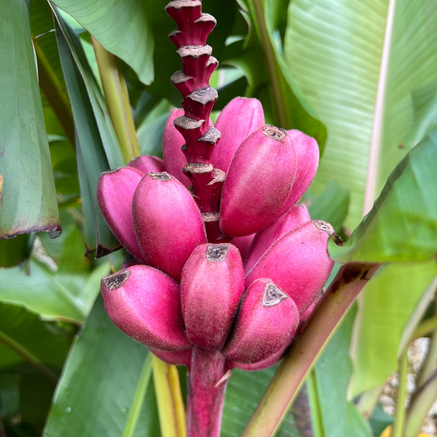 ピンクBANANA カストリ　劇画　PINK BANANA sludge Pink Seeded Banana *LIMITED* – Miami Fruit