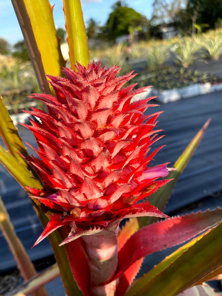 ginger red pineapple plant Red Pineapple Plant – Miami Fruit