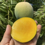 Fairchild Emerald Mango *Pre-Order*