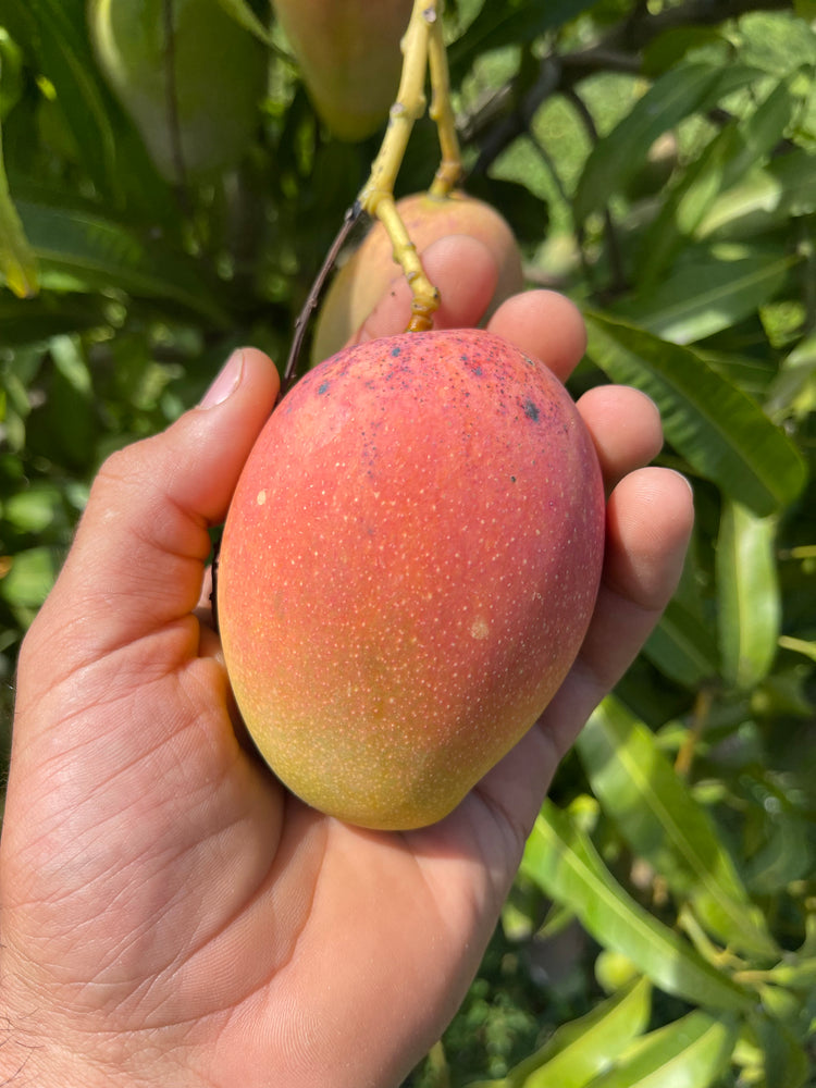 East Indian Mango *Pre-Order 2024*