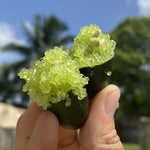 Caviar Lime (Finger Lime)