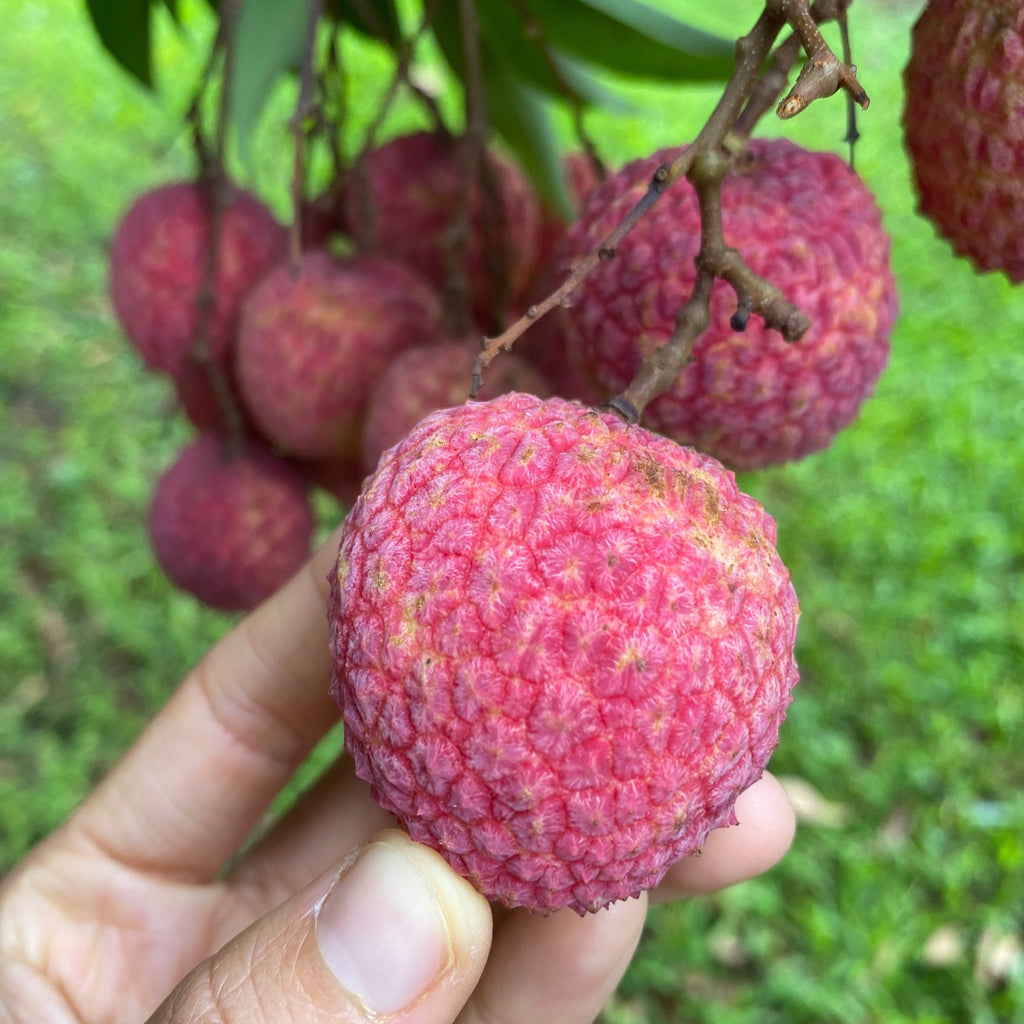 Lychee - Emperor Variety *Pre-Order*