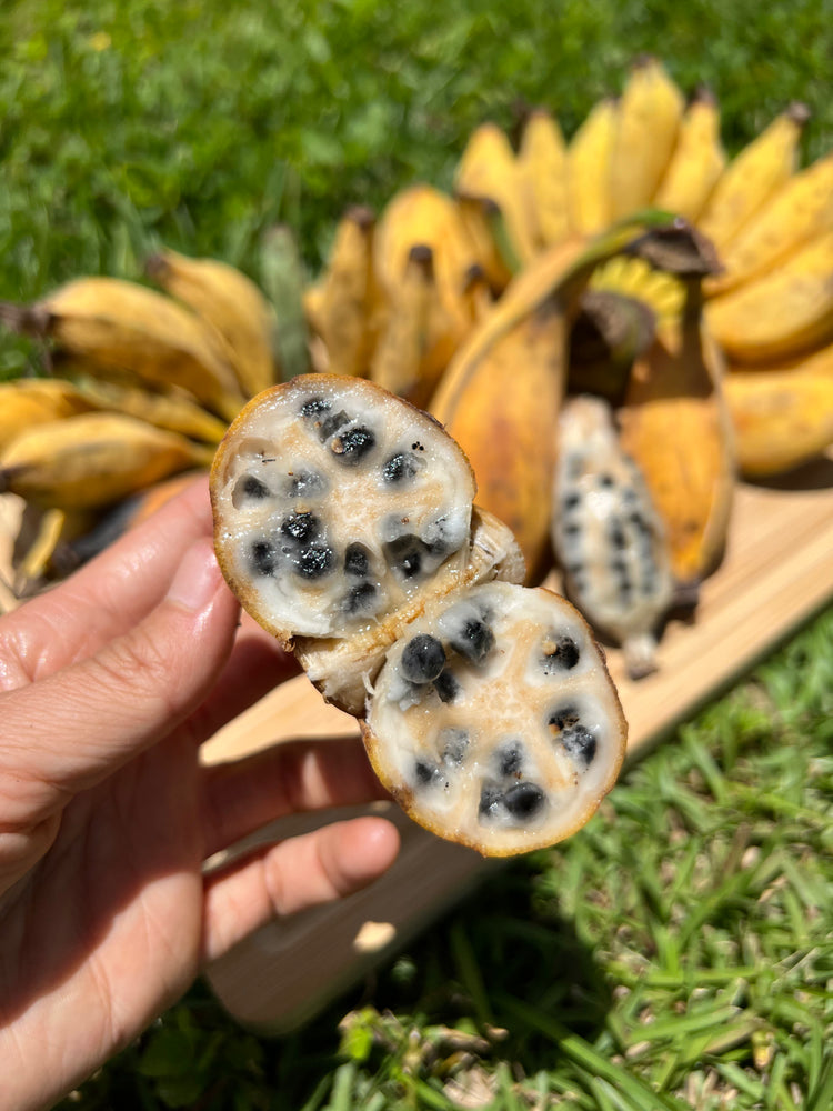 banana plant seeds Seeded Banana – Miami Fruit