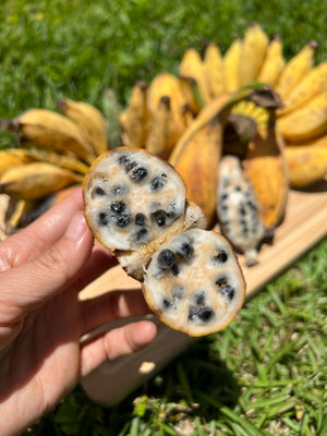 Banana Seeds () Banana Seeds