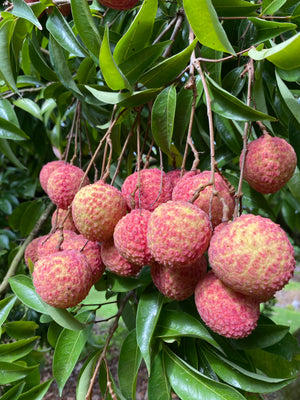 
            
                Load image into Gallery viewer, Lychee - Emperor Variety *Pre-Order 2024*
            
        