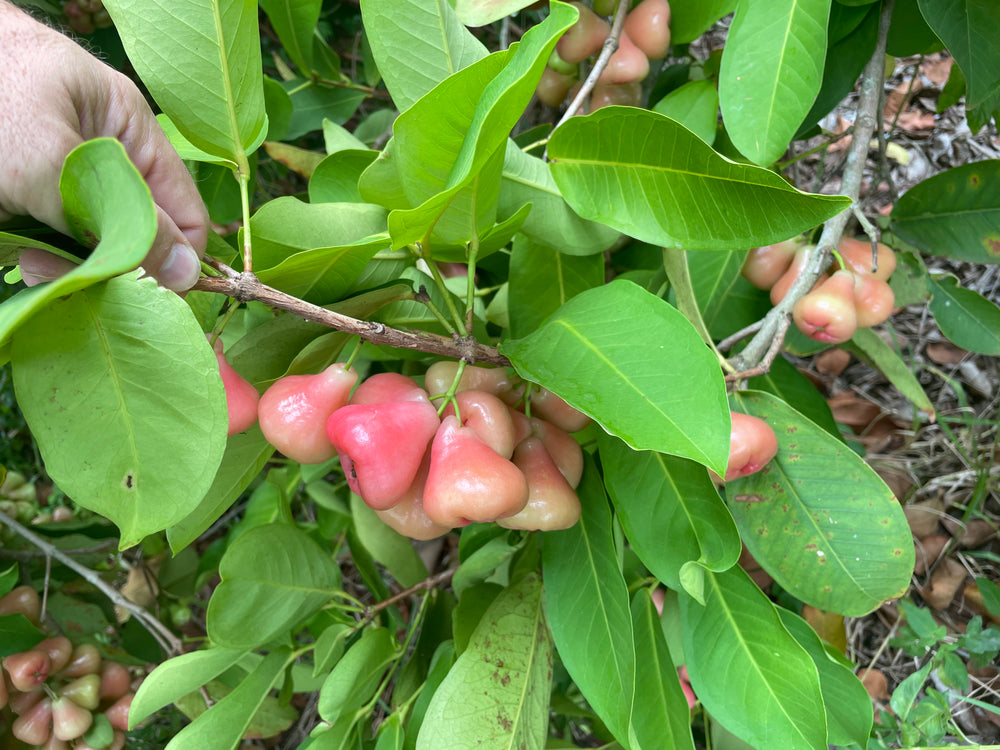 jambu fruit tree