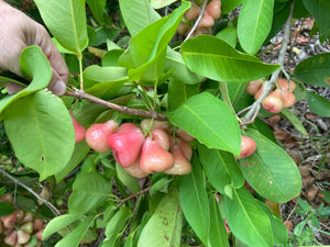 Air Layered Wax Jambu Tree - Seedless Fruiting *Pre-Order*