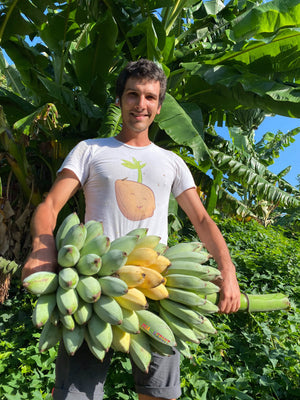 Blue Java Banana <em>PRE-ORDER</em> – Miami Fruit