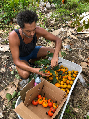 Tropical Persimmon