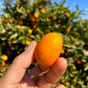 Kumquat Box