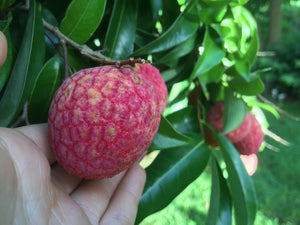 
            
                Load image into Gallery viewer, Lychee - Emperor Variety Box *Pre-Order*
            
        