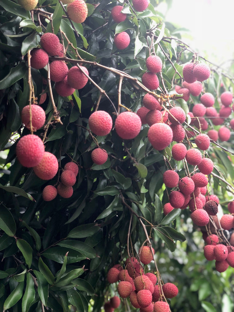 
            
                Load image into Gallery viewer, Lychee - Mauritius Variety Box *Pre-Order*
            
        