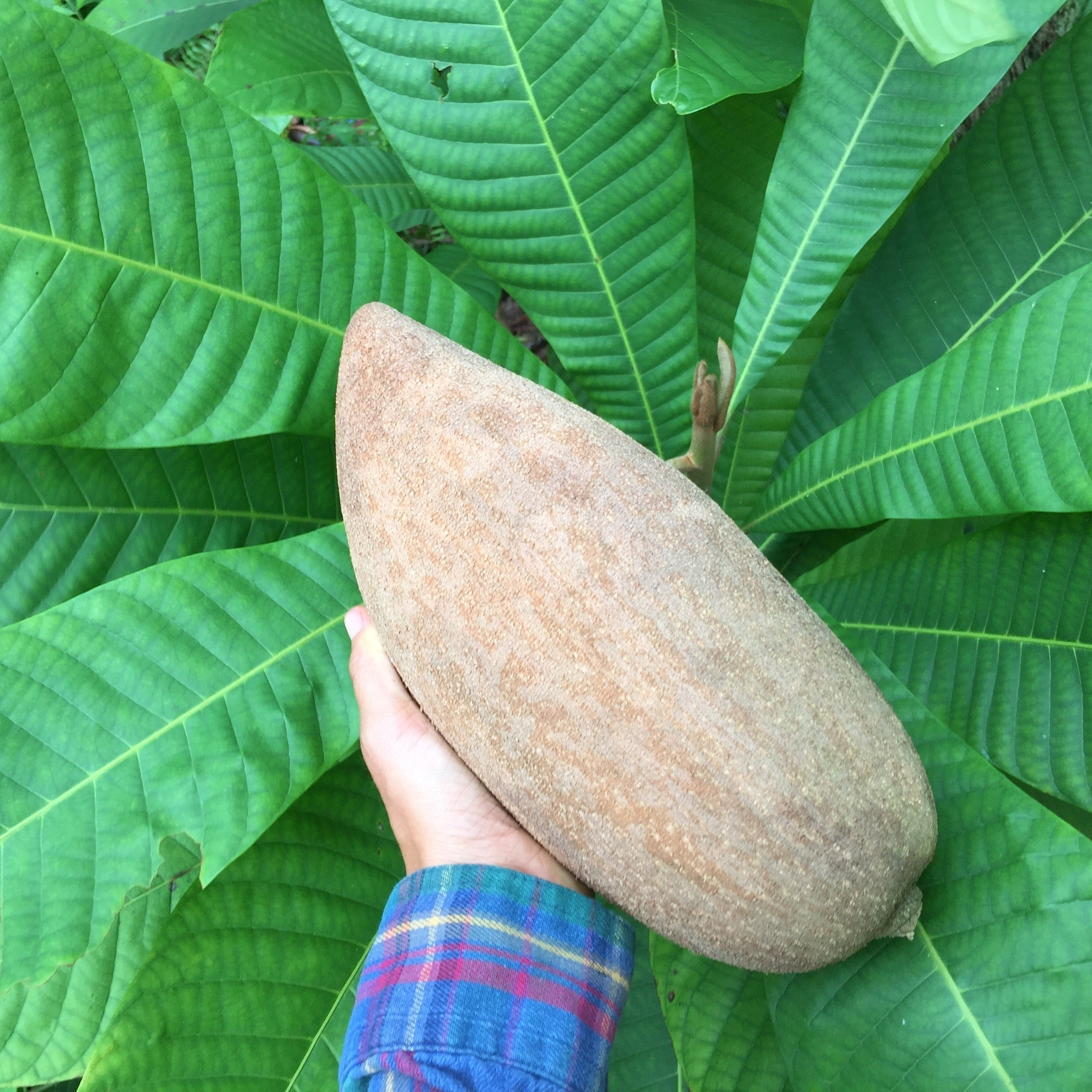 A ripe Mamey Sapote fruit, showcasing its brown skin and soft, creamy interior
