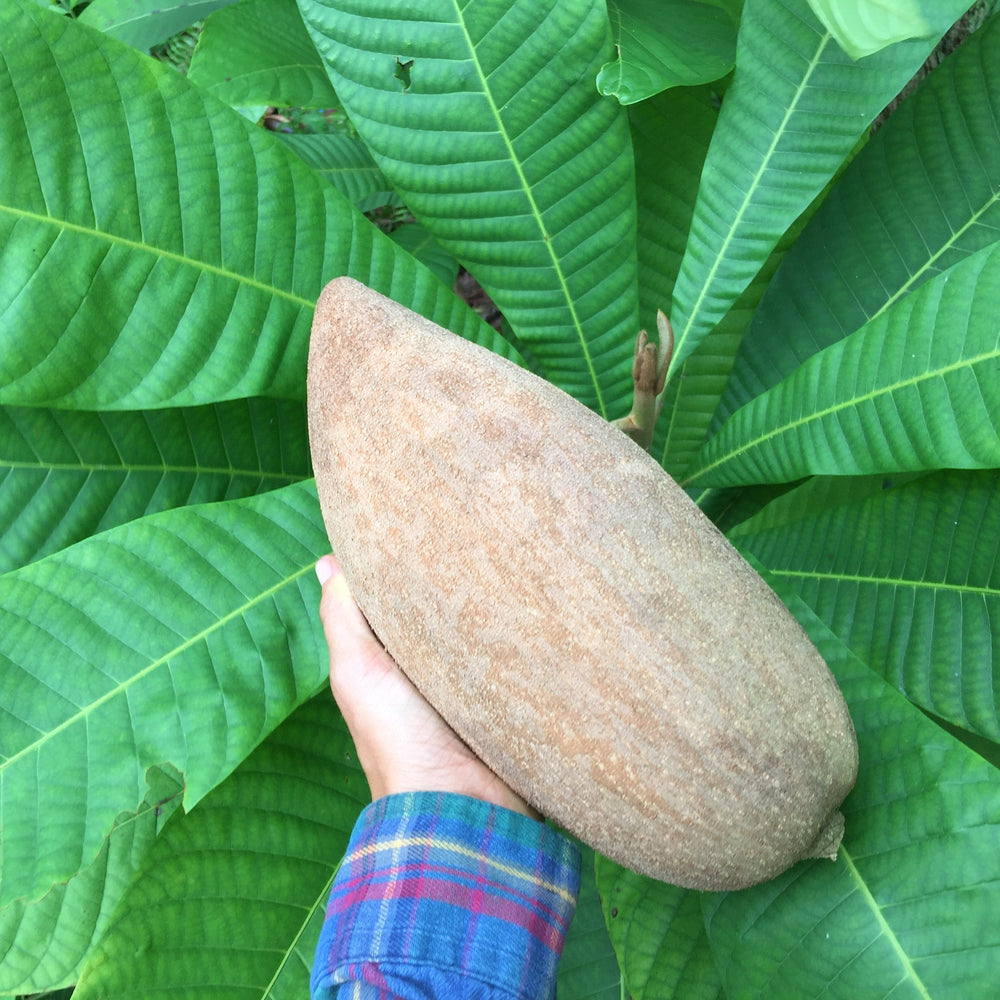 
            
                Load image into Gallery viewer, Mamey Sapote Box *Pre-Order*
            
        
