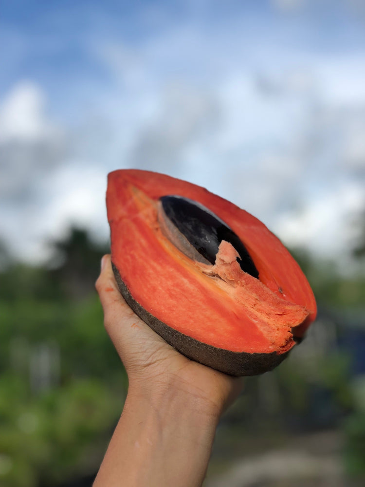 
            
                Load image into Gallery viewer, Mamey Sapote Box *Pre-Order*
            
        