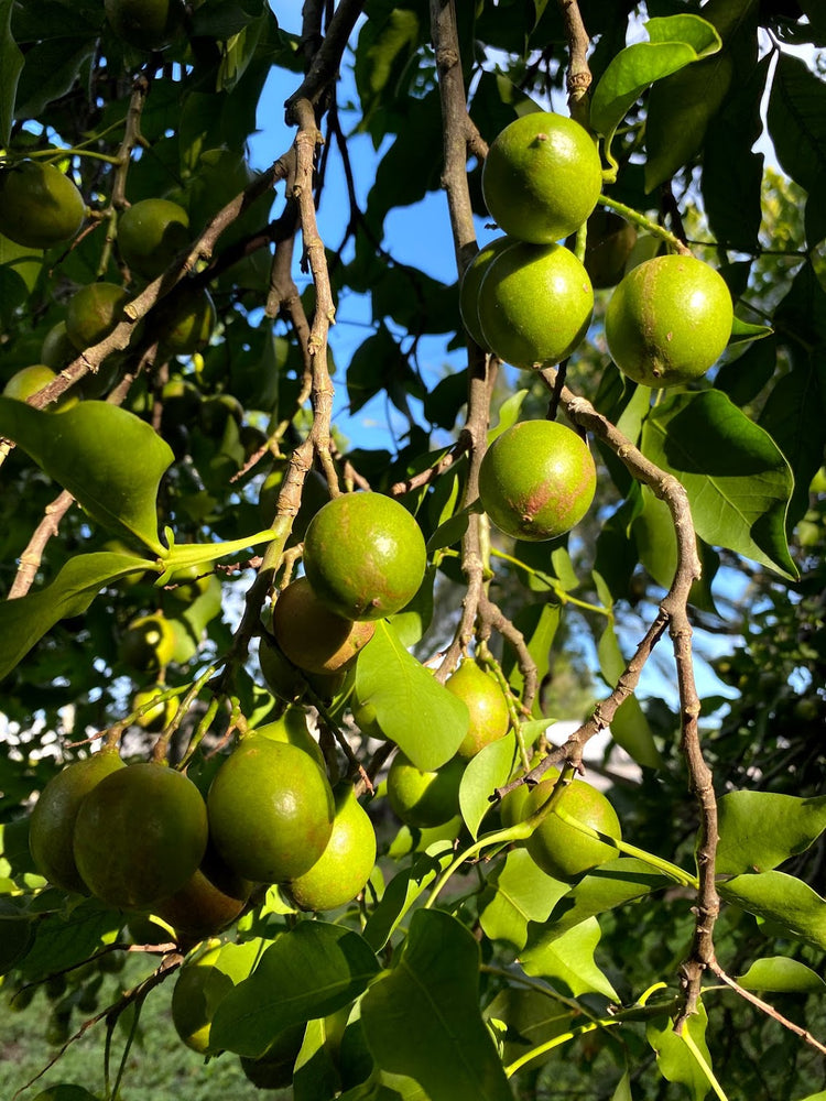 Quenepa Tree Pictures Mamoncillo (spanish Lime, Quenepa, Guinep) In