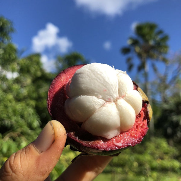 Mangosteen - Buy Mangosteen online from Miami Fruit
