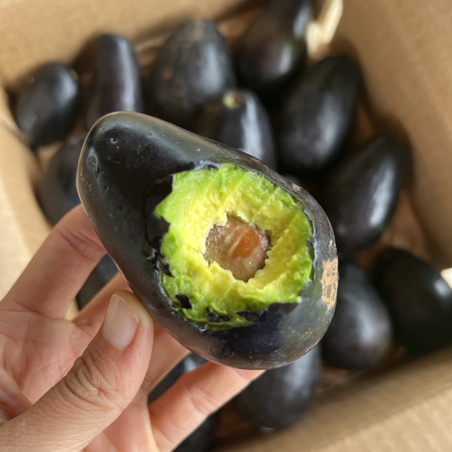 https://miamifruit.org/cdn/shop/products/mexicolaavocadomiamifruitCropped_1500x1500.jpg?v=1653946892