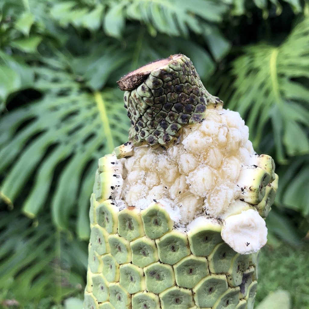 What is Monstera Fruit: Discover the Exotic Delicacy