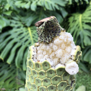monstera plant with fruit Monstera Deliciosa