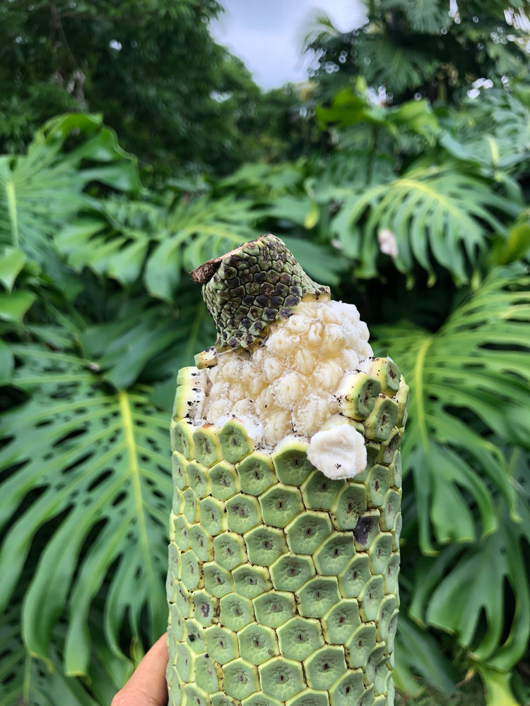 monstera deliciosa florida Monstera Deliciosa
