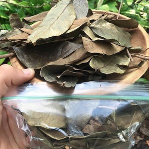 Dried Mountain Soursop Leaves *Pre-Order*