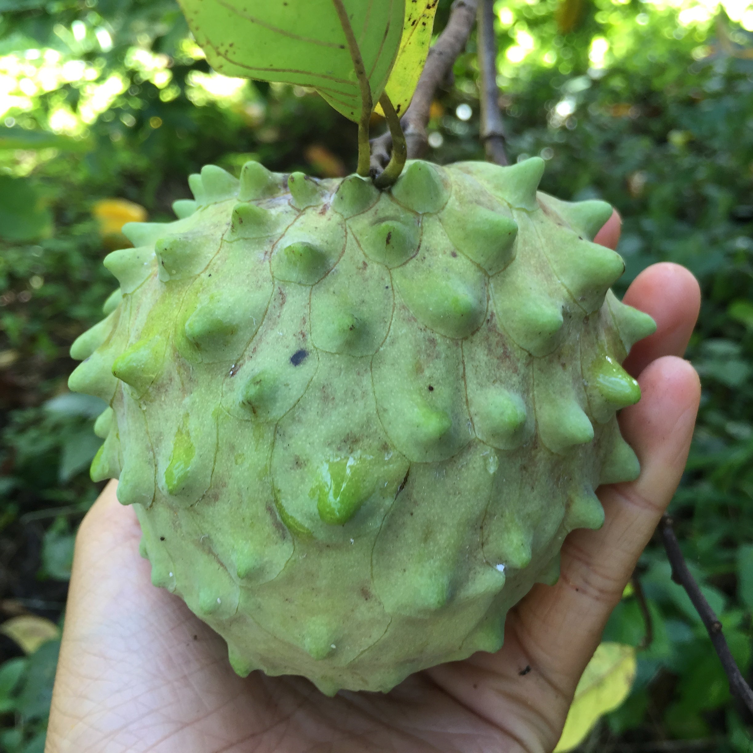 Atemoya - Buy Atemoya online from Miami Fruit