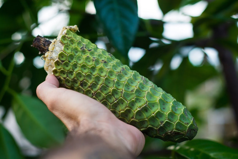 monstera plant edible Monstera Deliciosa