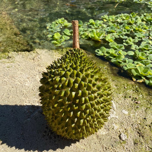 
            
                Load image into Gallery viewer, Musang King Durian
            
        