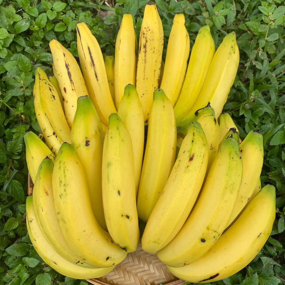 Gros Michel Banana Box