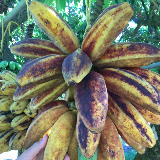 Banana Variety Box Guineo Tropical Fruit Exotic Fruit Fresh Fruit Organic  Fruit Fruit 