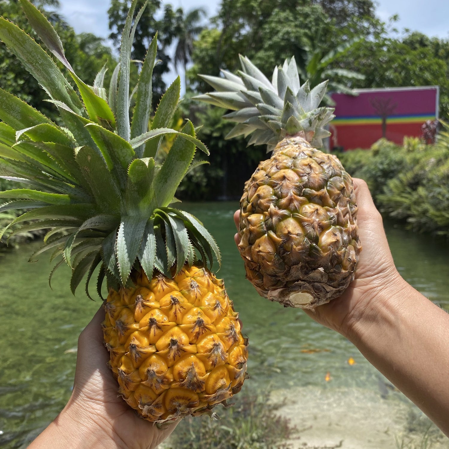 buy pineapple plant miami Pineapple – Miami Fruit