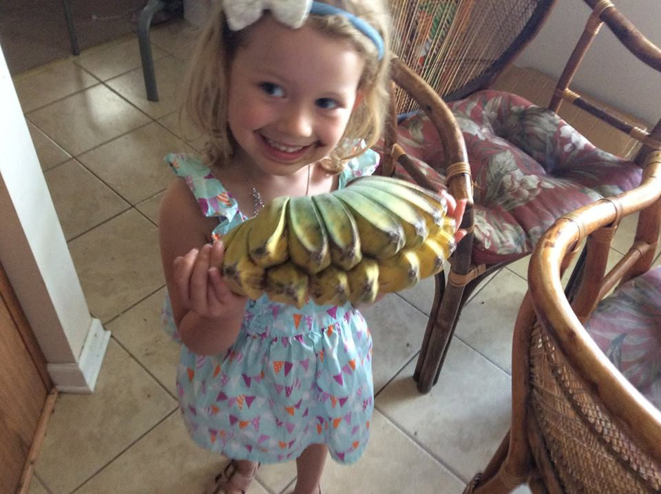 praying hands banana plant Praying Hands Banana *Pre-Order* Large Box