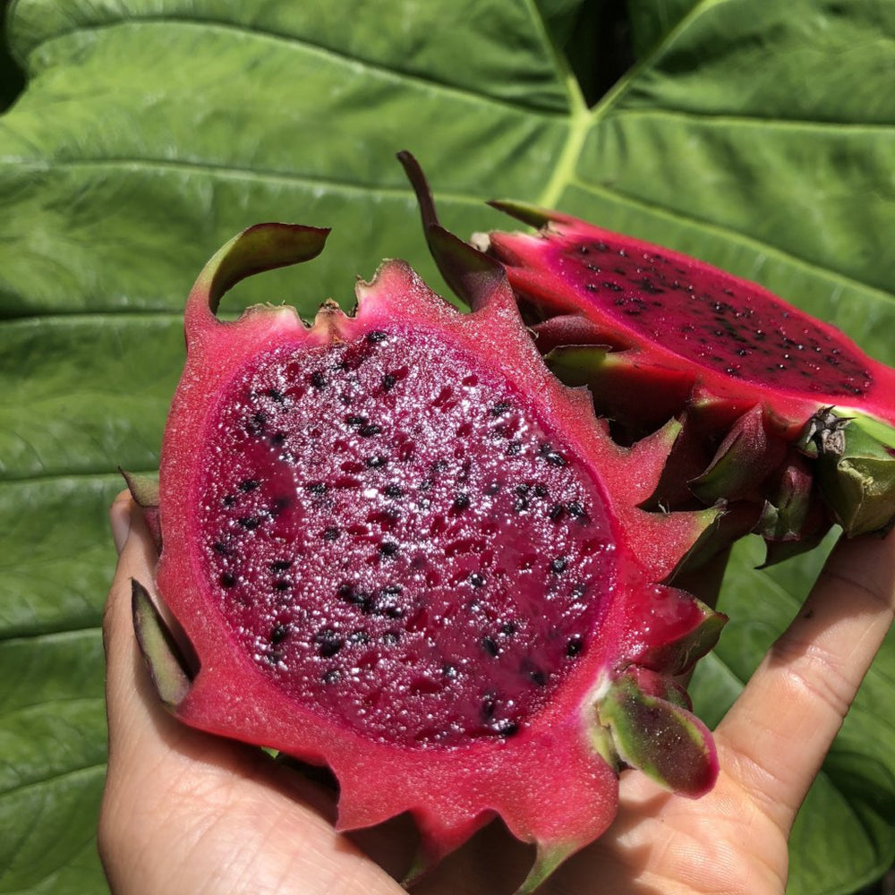 Red Dragonfruit (Pitaya)