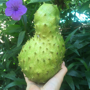 
            
                Load image into Gallery viewer, Locally Grown Miami Soursop (Guanabana) *Pre-Order*
            
        