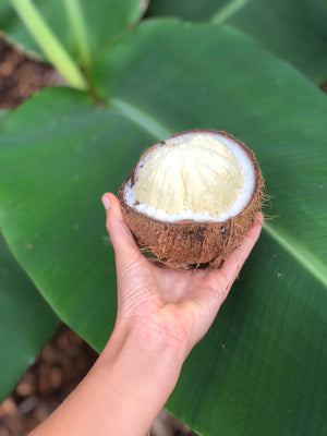Sprouted Coconut Box *Pre-Order*