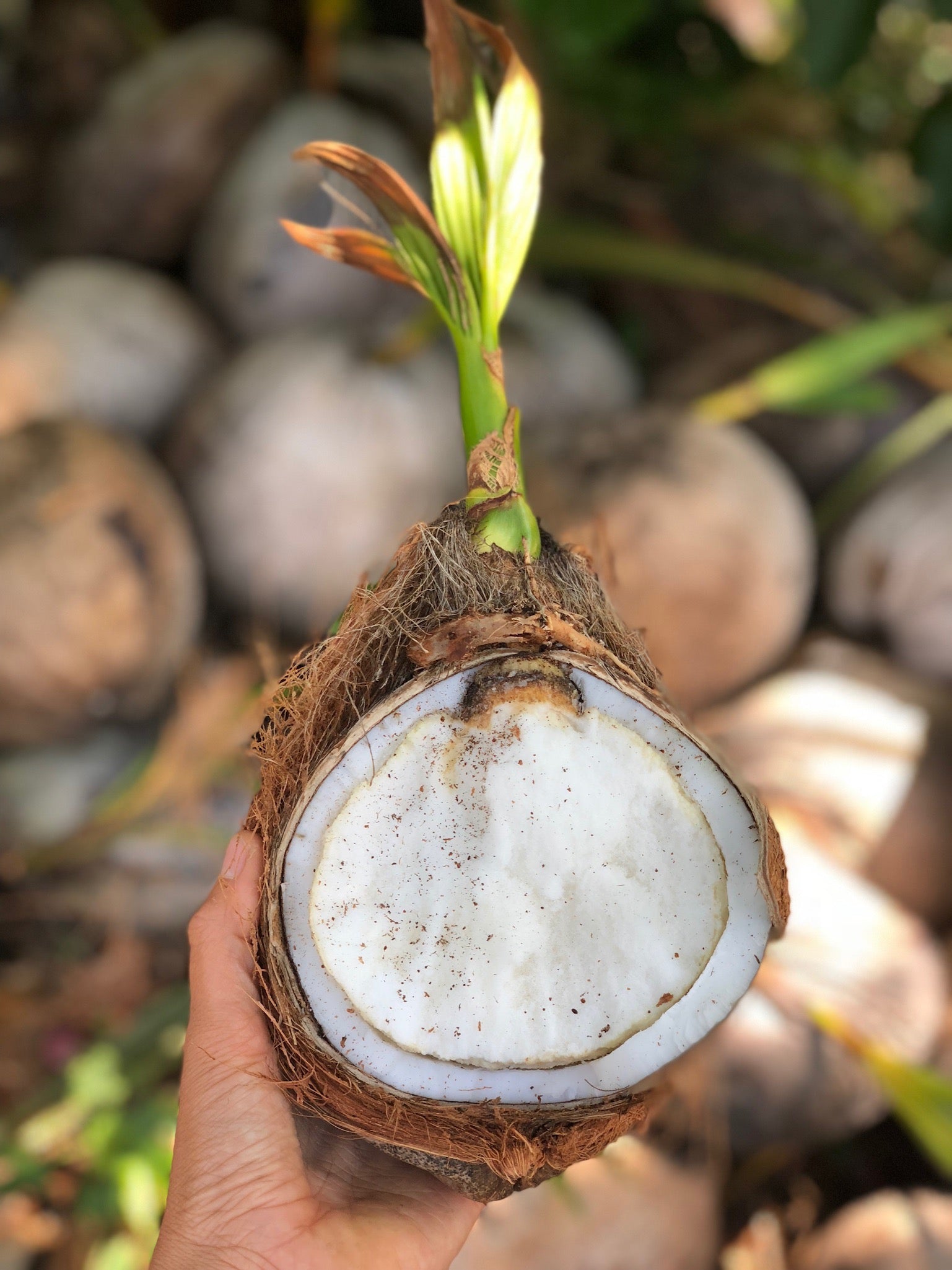 Sprouted Coconut *Pre-Order* – Miami Fruit