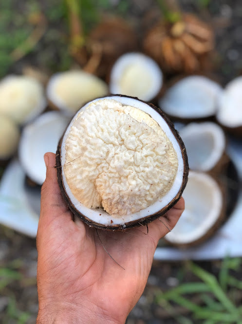 Sprouted Coconut *Pre-Order*