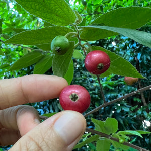 strawberry tree seed Strawberry Tree Berry